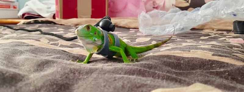 T Rex Small Reptile Comfort Leash Petco