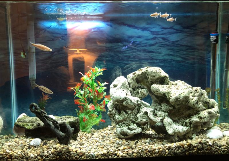 45 gallon tank