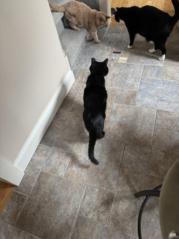 The three cats all went for the red dot immediately.