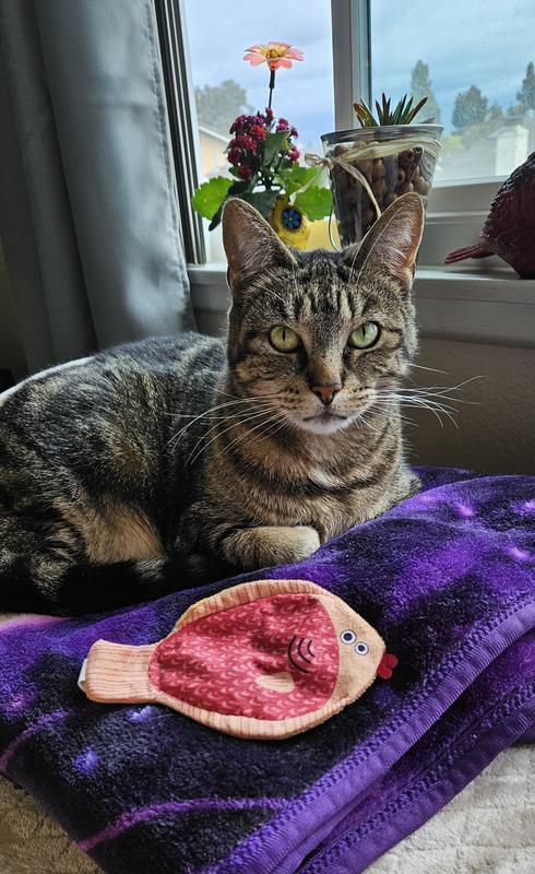 This shows the size of the Flatty Fish toy