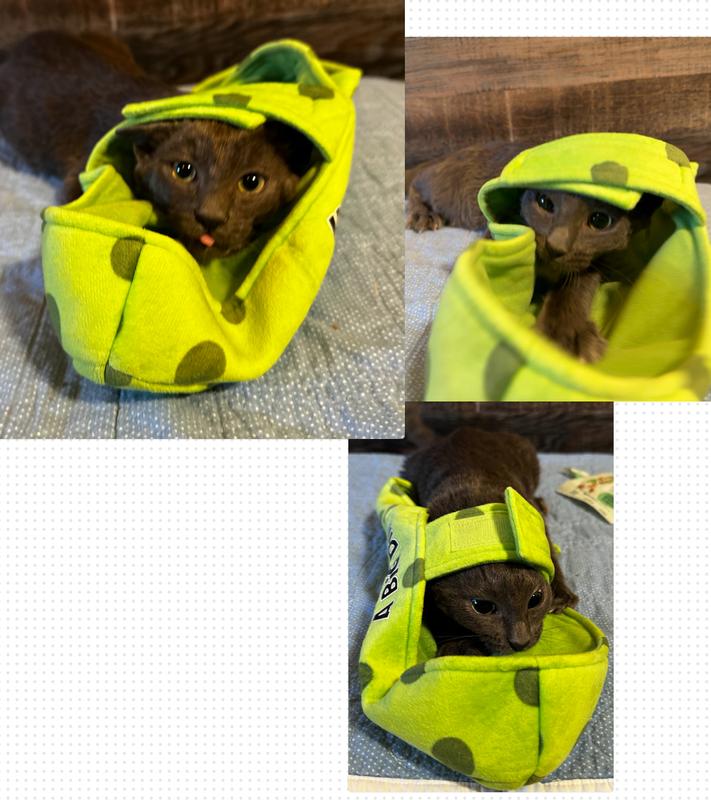 From pickle to caterpillar to playhouse