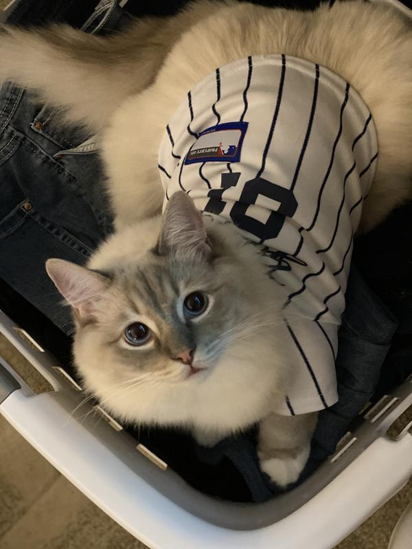 New York Yankees Pets First MLB Dog & Cat Baseball Jersey – American Pet  Place