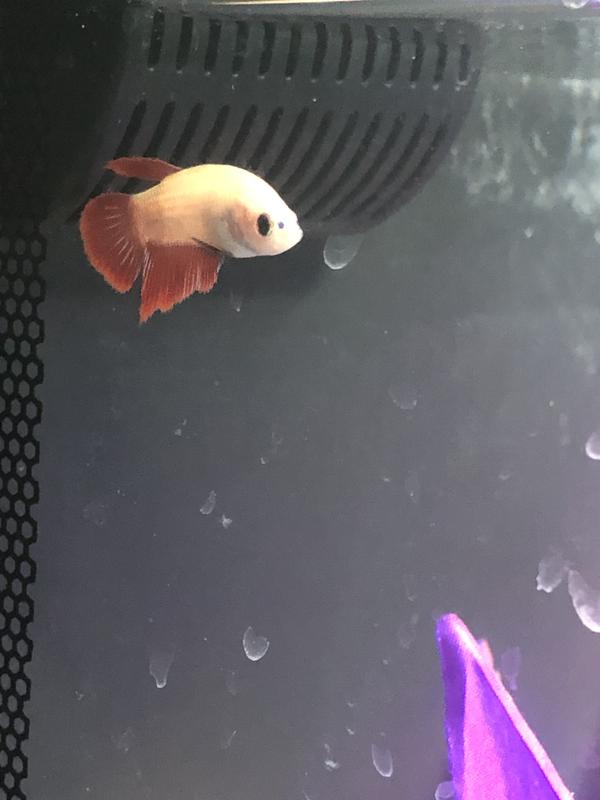 Baby male hot sale betta fish