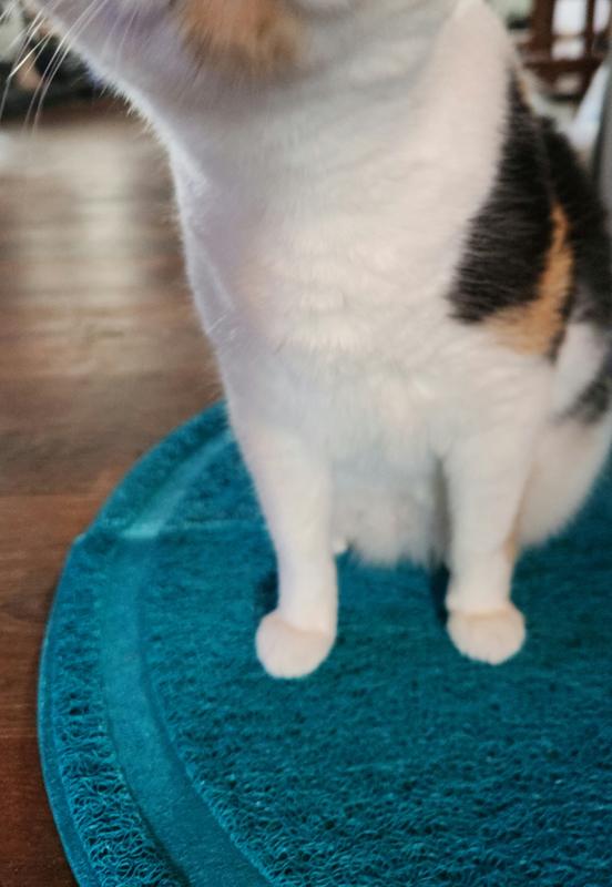 Clean paws!