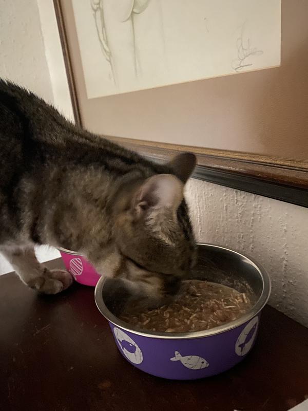 Cat devouring her breakfast