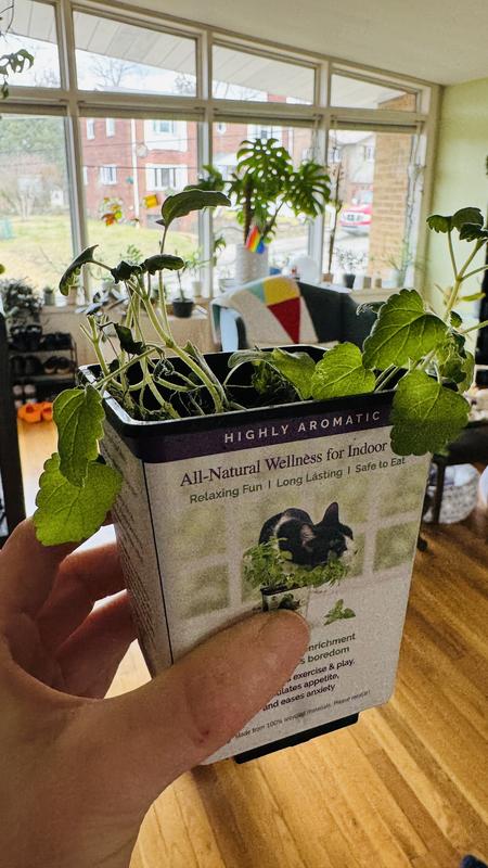Moldy Catnip
