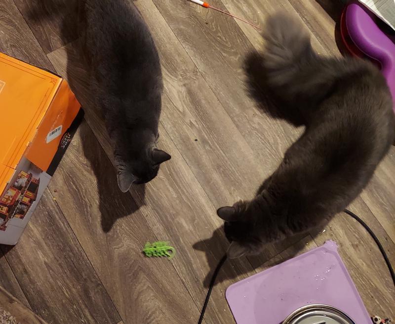 Kittens new toy