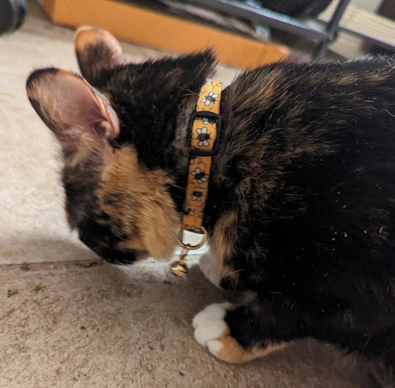 YOULY Yellow Bee Cat Collar