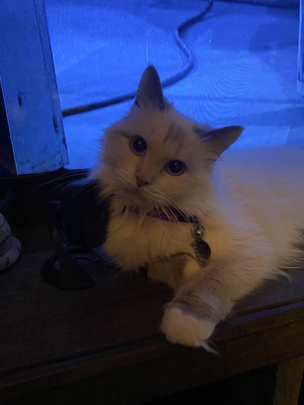 Bella