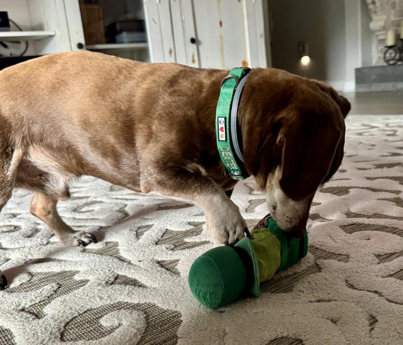 YOULY St. Patrick's Day Pickle Plush Dog Toy, Small | Petco