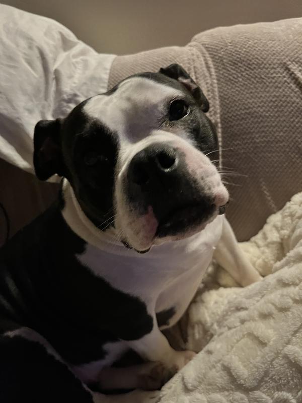 My beautiful Luna