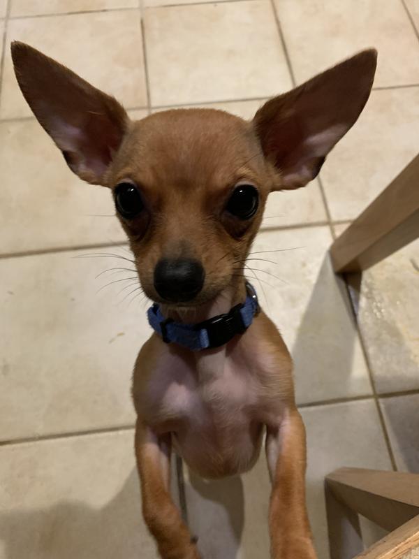 Roo