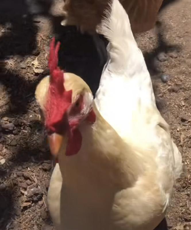 That’s me. Steve the Chicken 🐓