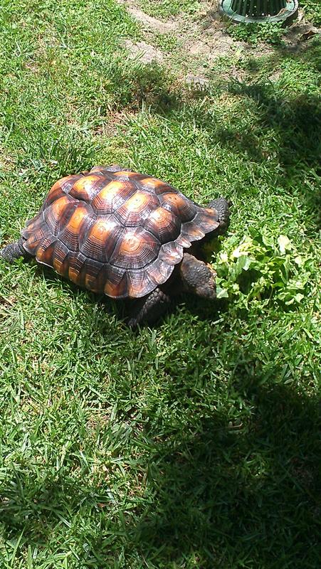 Petco tortoise hot sale food