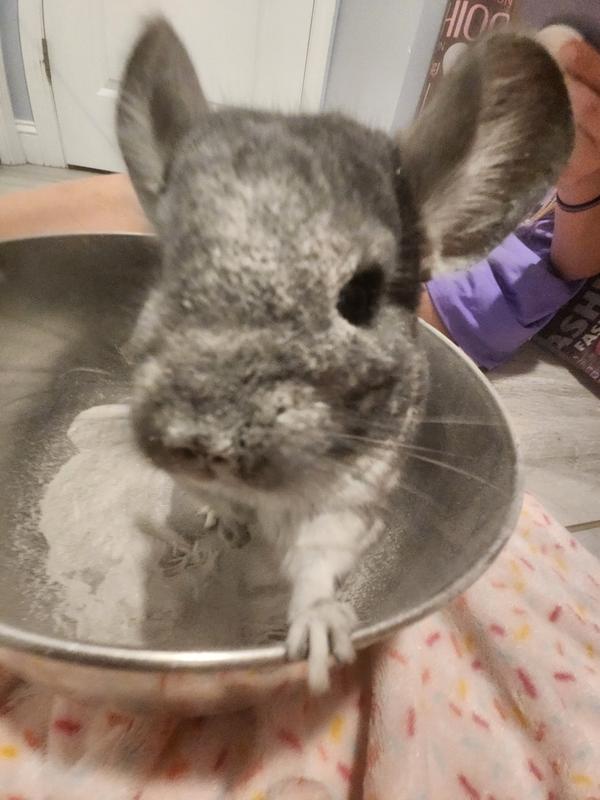 Baby chinchillas for hot sale sale at petco