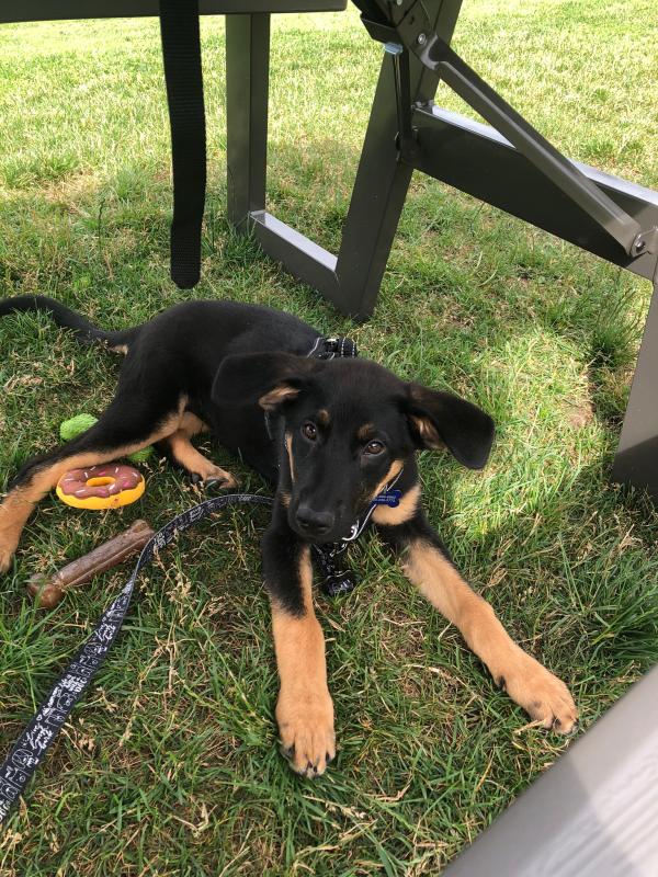 Happy puppy!