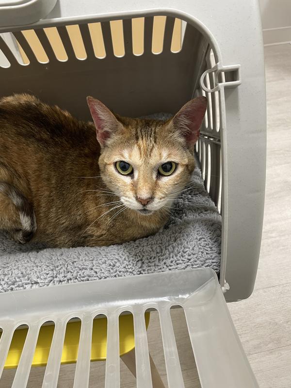 Petco fortiflora for cats sale