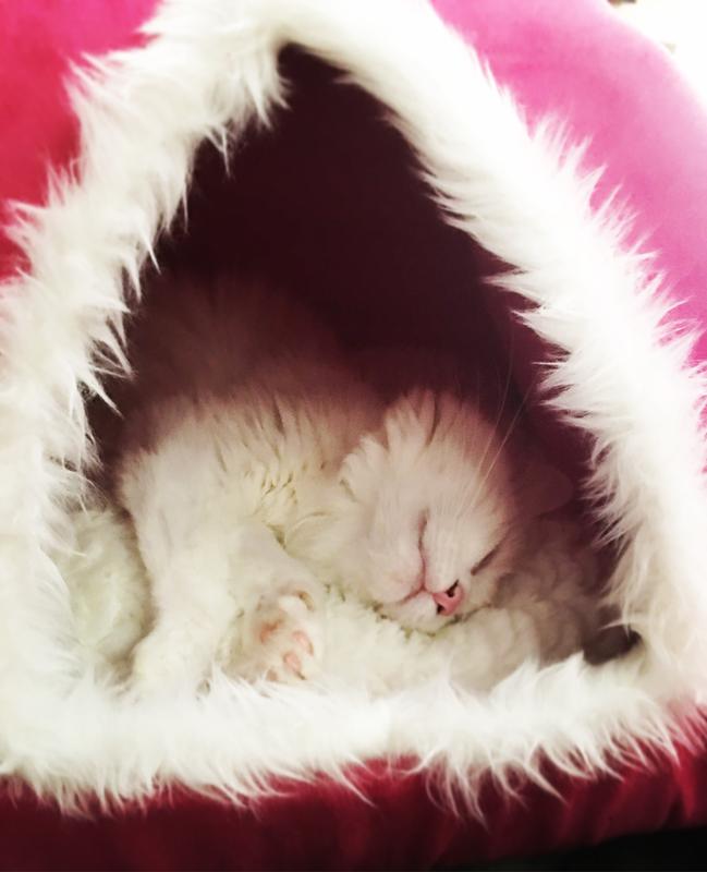 so phresh elastic liners