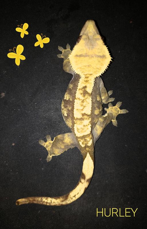 Repashy Crested Gecko MRP