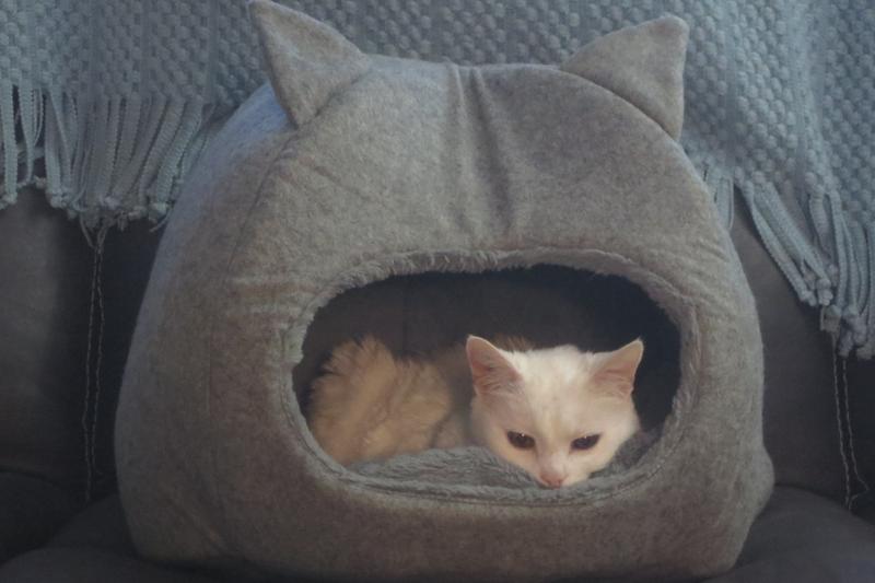 Don't bug me, I'm cozy