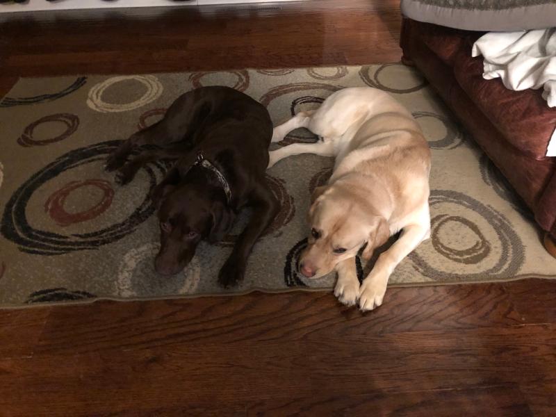Lab love