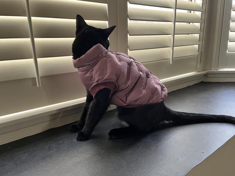 Cat puffer jacket sale