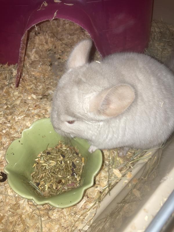 Lots of Chinchillas (17) to feed and provide care. Plus 1 fat Guinea Pig.