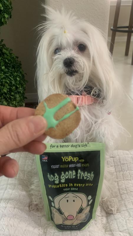 Biscuits - Yoghund  Probiotic Treats for Dogs