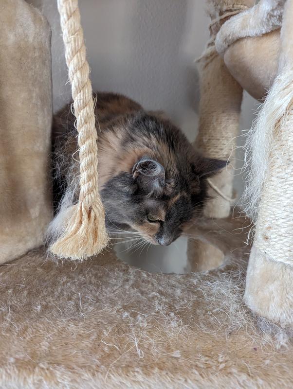 A picky cat enjoy the WholeHearted Chicken and Catnip Flavor Soft-Filled Bites