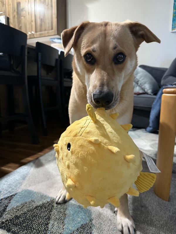 Our dog held it by the fin until it fell off