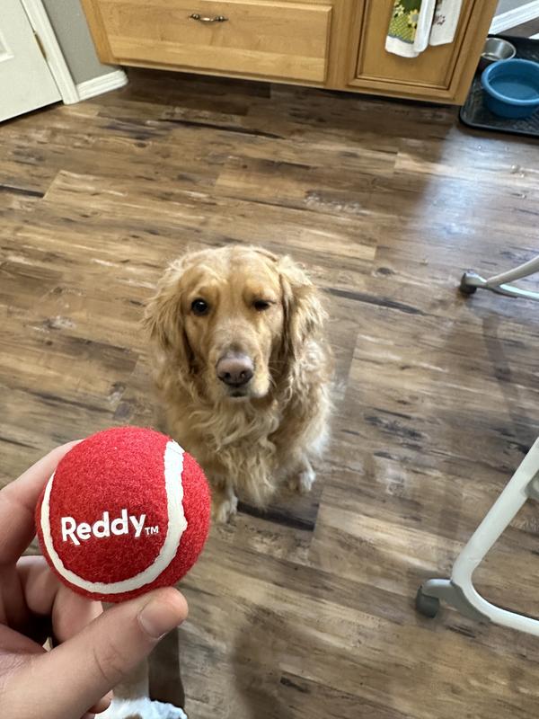 Fetch in the house due to snow!