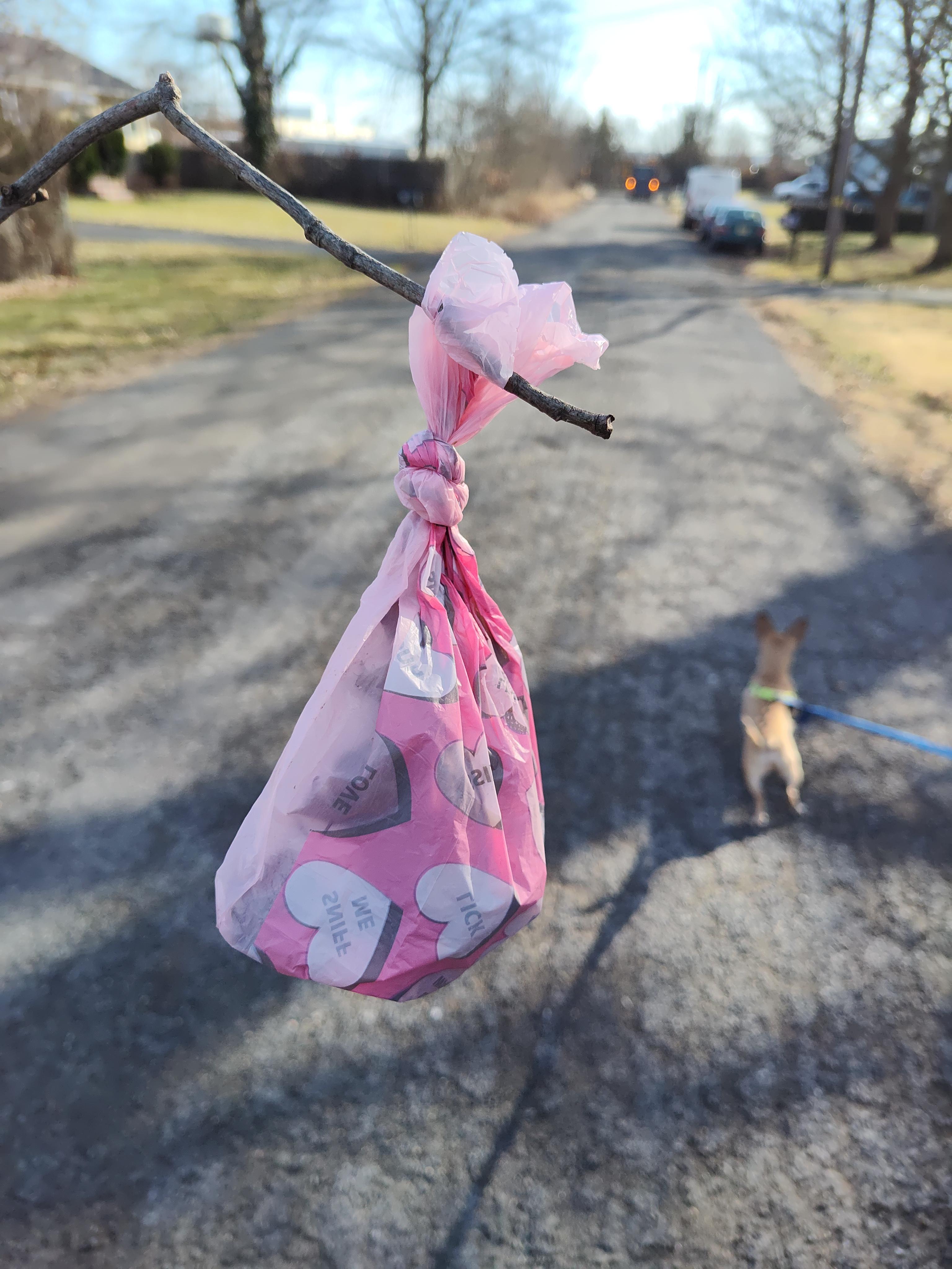 Dog poop bags in trees sale