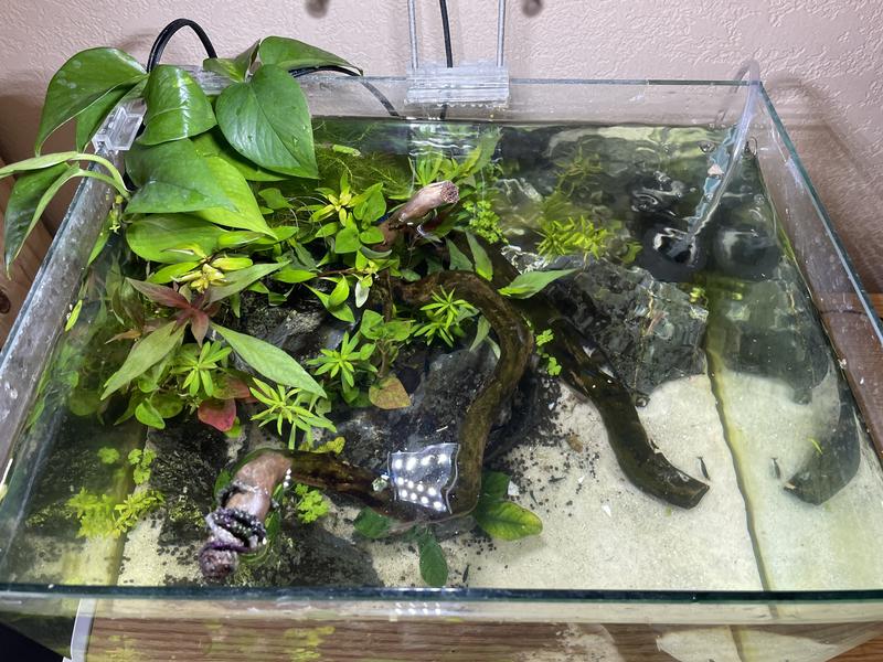 Golden Pothos coming out the top