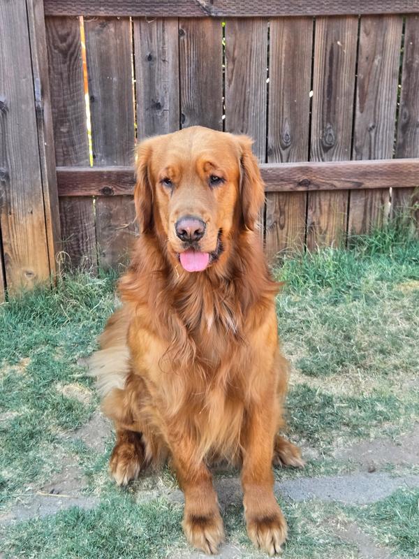 Cooper