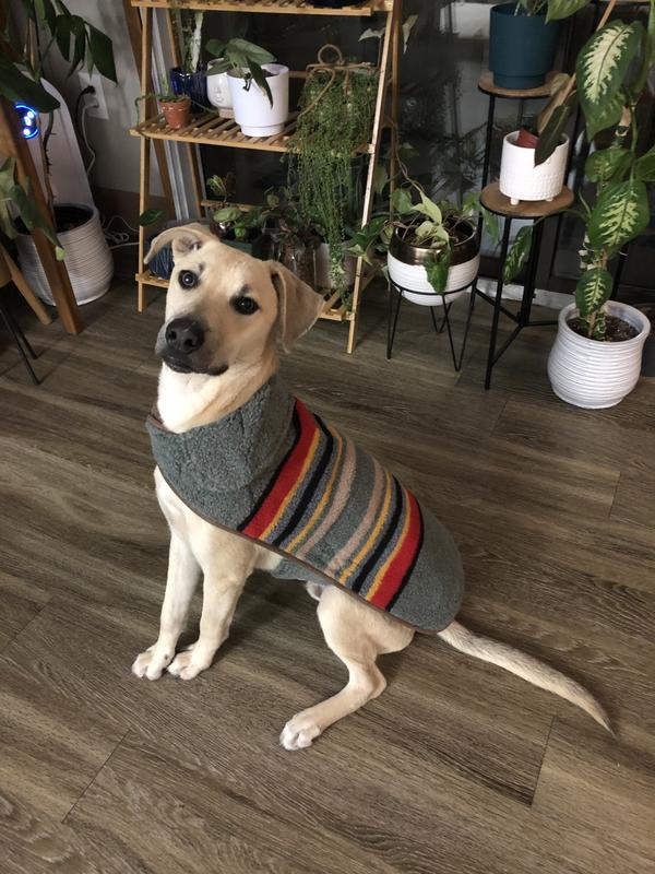 Pendleton yakima dog sales coat