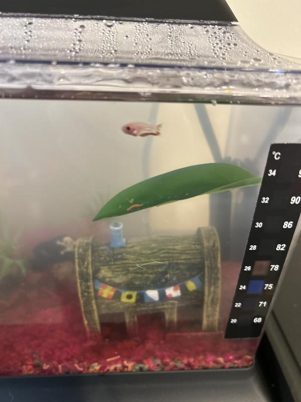 Little fishy loves her new tank