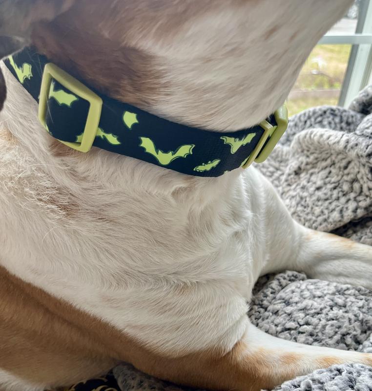 Adorable collar and it fits her well