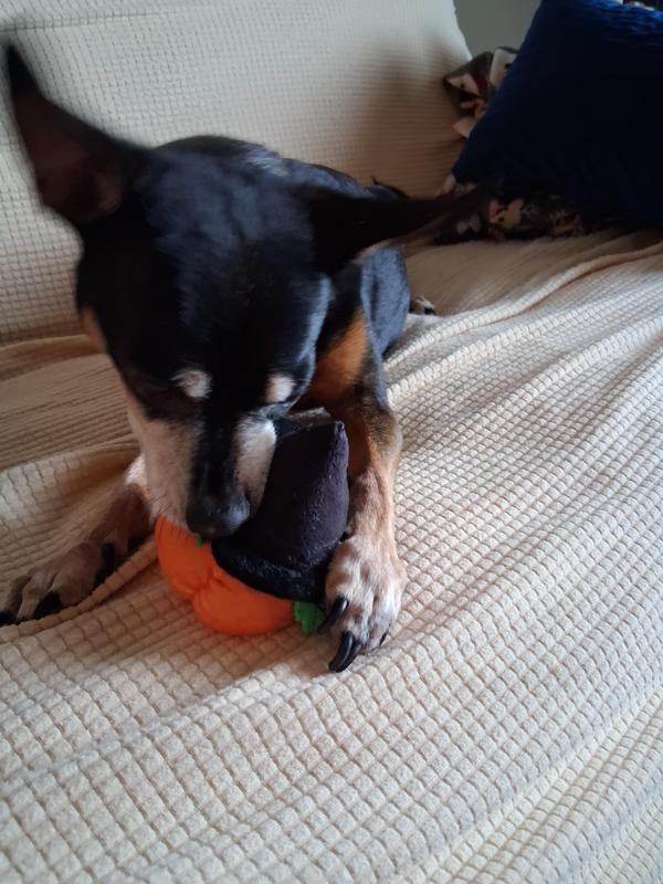 Attacking that pumpkin