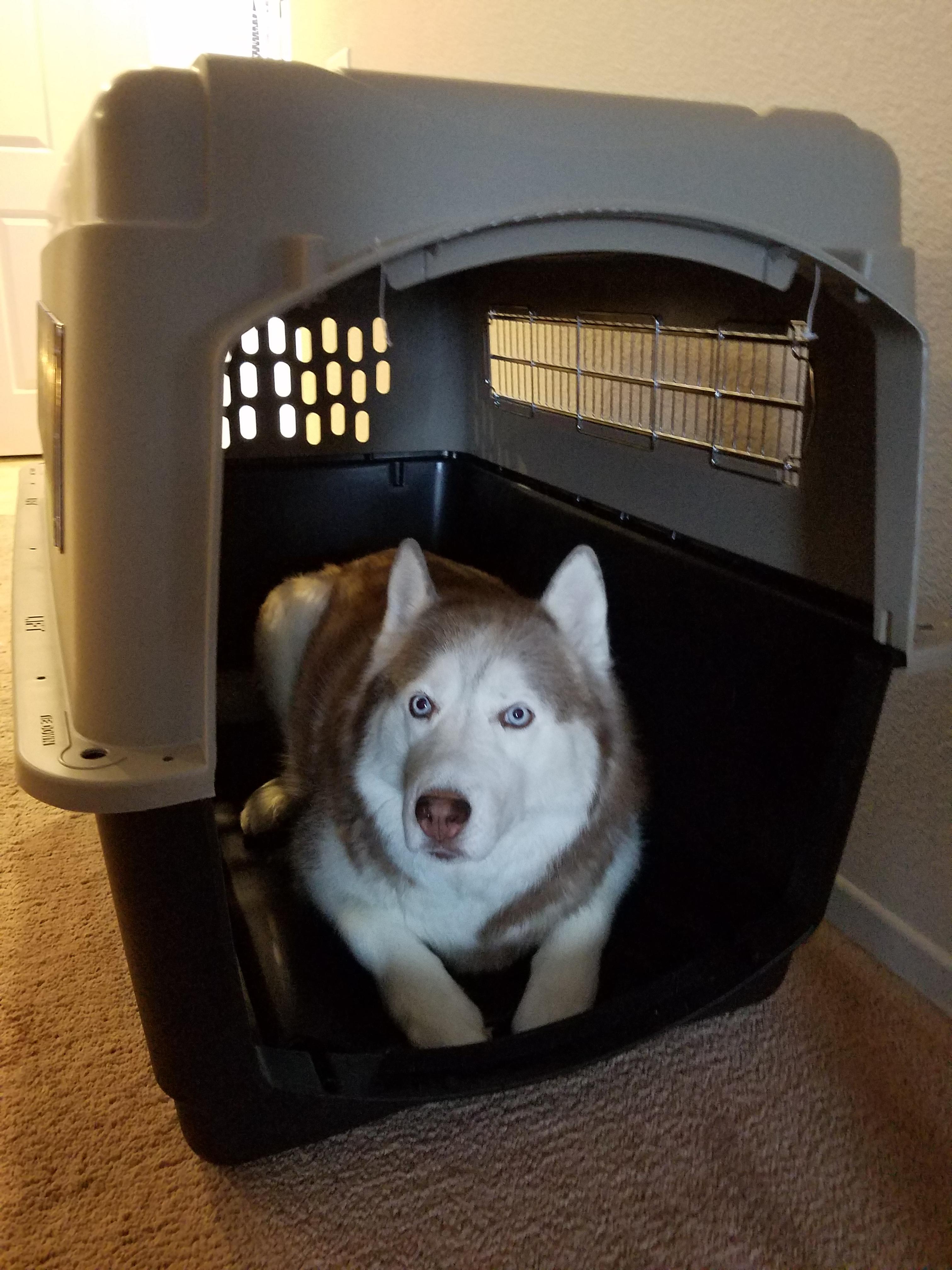 Transportin Para Perros Grandes Puerta De Repuesto Petmate Vari