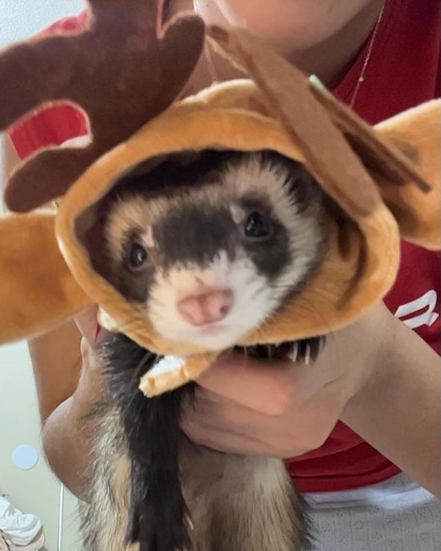 Had to let my little buddy go today : r/ferrets