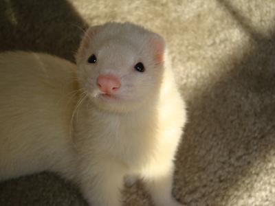 buying a ferret from petco