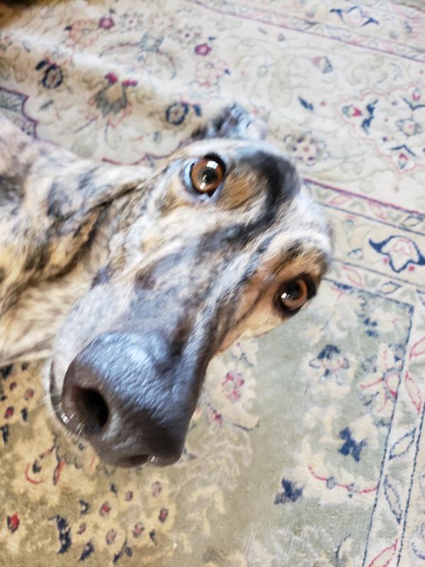 More beef stick chewys please hooman?
