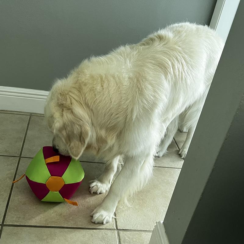 Golden Retriever curious but afraid (He is afraid of everything!) (This toy is designed for small breed dogs)