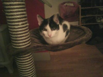Both fight for the hammock