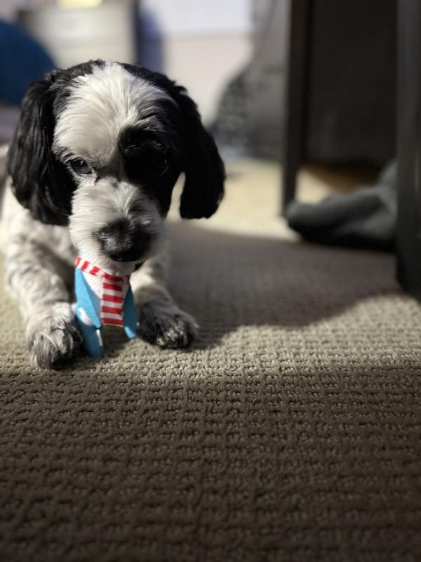 He’s checking out his new toy!