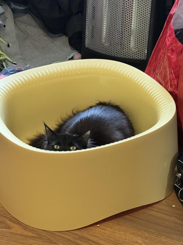 My cat hiding/laying down in it before I put litter in (average size adult cat)