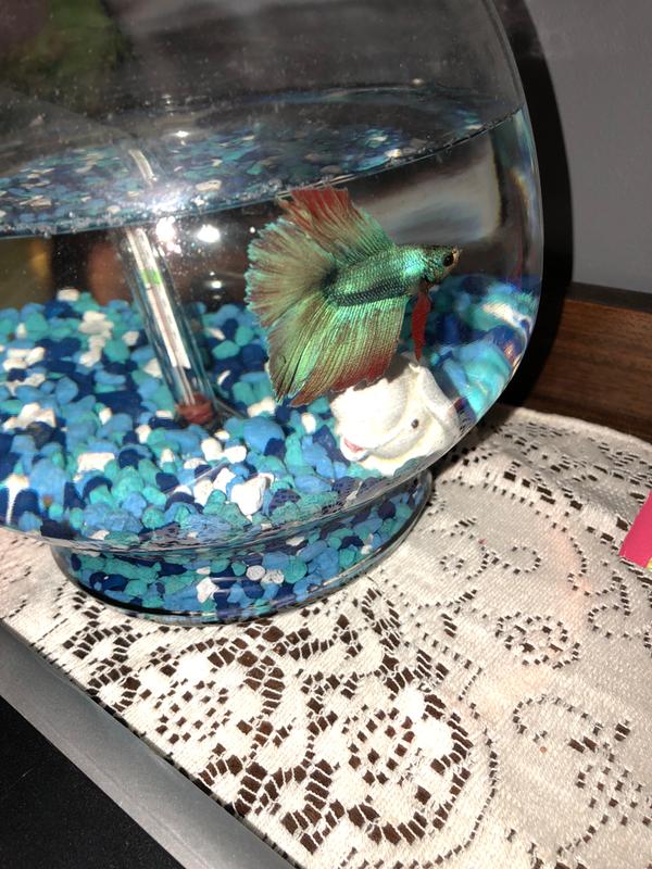 Petco Anubias Silk Betta Plant for Aquariums & Fish Tanks