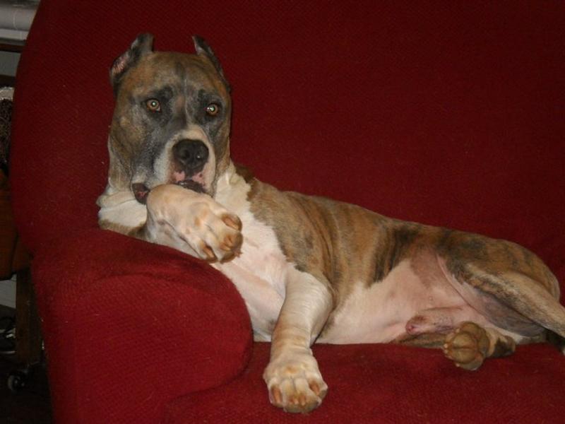 Major in HIS chair