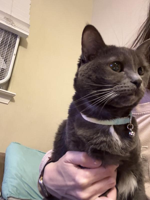 Mia in her new collar
