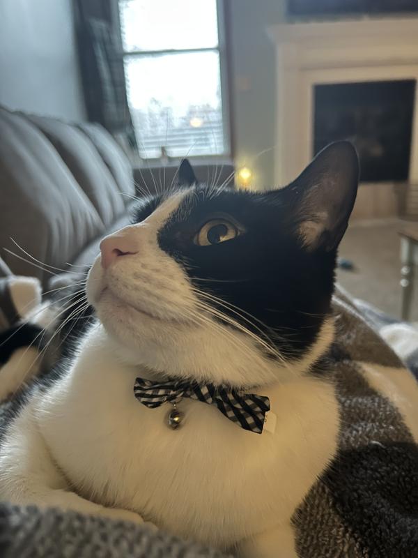 YOULY Black Gingham Bow Tie Cat Collar Petco